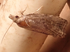 Endothenia quadrimaculana