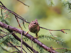 Troglodytes pacificus