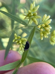 Asteromyia euthamiae