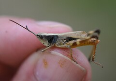 Chloealtis conspersa