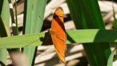 Dryas iulia