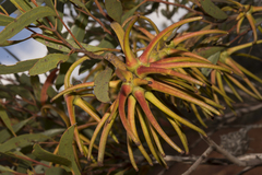 Eucalyptus lehmannii