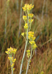 Senecio hydrophilus