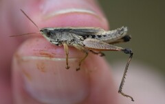 Dichromorpha viridis