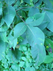 Carya ovata