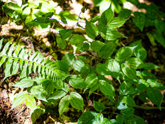 Prosartes lanuginosa