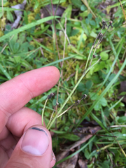 Pilosella piloselloides