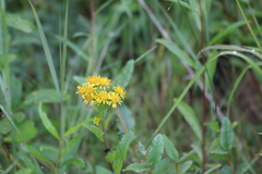 Solidago multiradiata