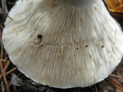 Lactifluus piperatus