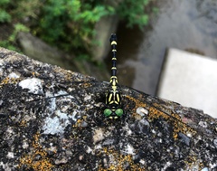 Melligomphus viridicostus