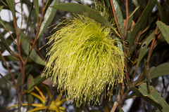 Eucalyptus lehmannii