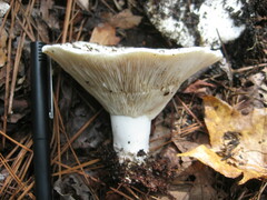 Lactifluus piperatus