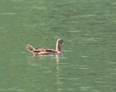 Lophodytes cucullatus