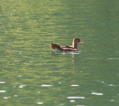 Lophodytes cucullatus