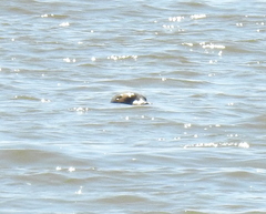 Phoca vitulina richardii