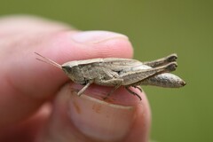 Dichromorpha viridis