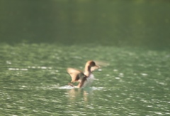 Lophodytes cucullatus