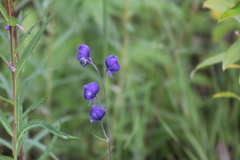 Aconitum delphiniifolium