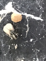 Parasteatoda tepidariorum
