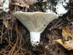 Lactifluus piperatus