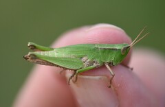 Dichromorpha viridis