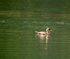 Lophodytes cucullatus