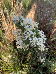 Pimelea glauca