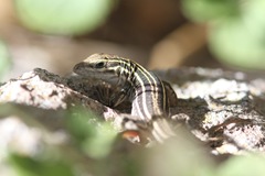 Aspidoscelis sonorae