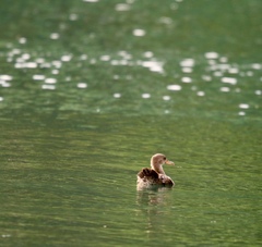 Lophodytes cucullatus