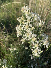 Pimelea glauca