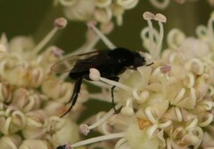 Phoridae
