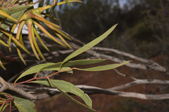 Eucalyptus lehmannii