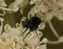 Phoridae