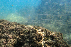 Carybdea brevipedalia