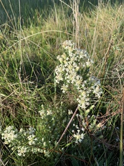 Pimelea glauca