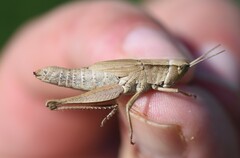 Dichromorpha viridis