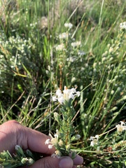 Pimelea glauca
