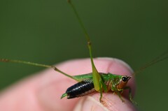 Conocephalus nigropleurum
