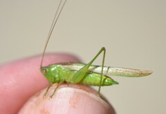 Conocephalus fasciatus