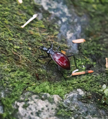 Scaphinotus angusticollis