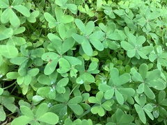 Oxalis pes-caprae