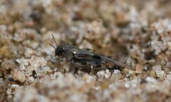 Neotridactylus