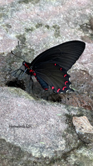 Parides montezuma