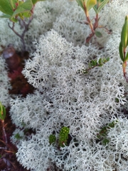 Cladonia arbuscula
