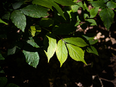 Sambucus canadensis