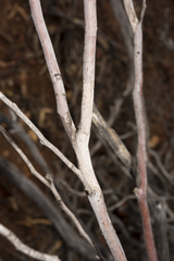 Eucalyptus lehmannii