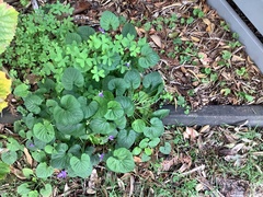 Viola