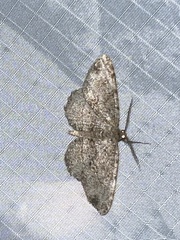 Melanolophia canadaria