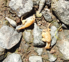 Hemigrapsus oregonensis