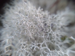 Cladonia arbuscula